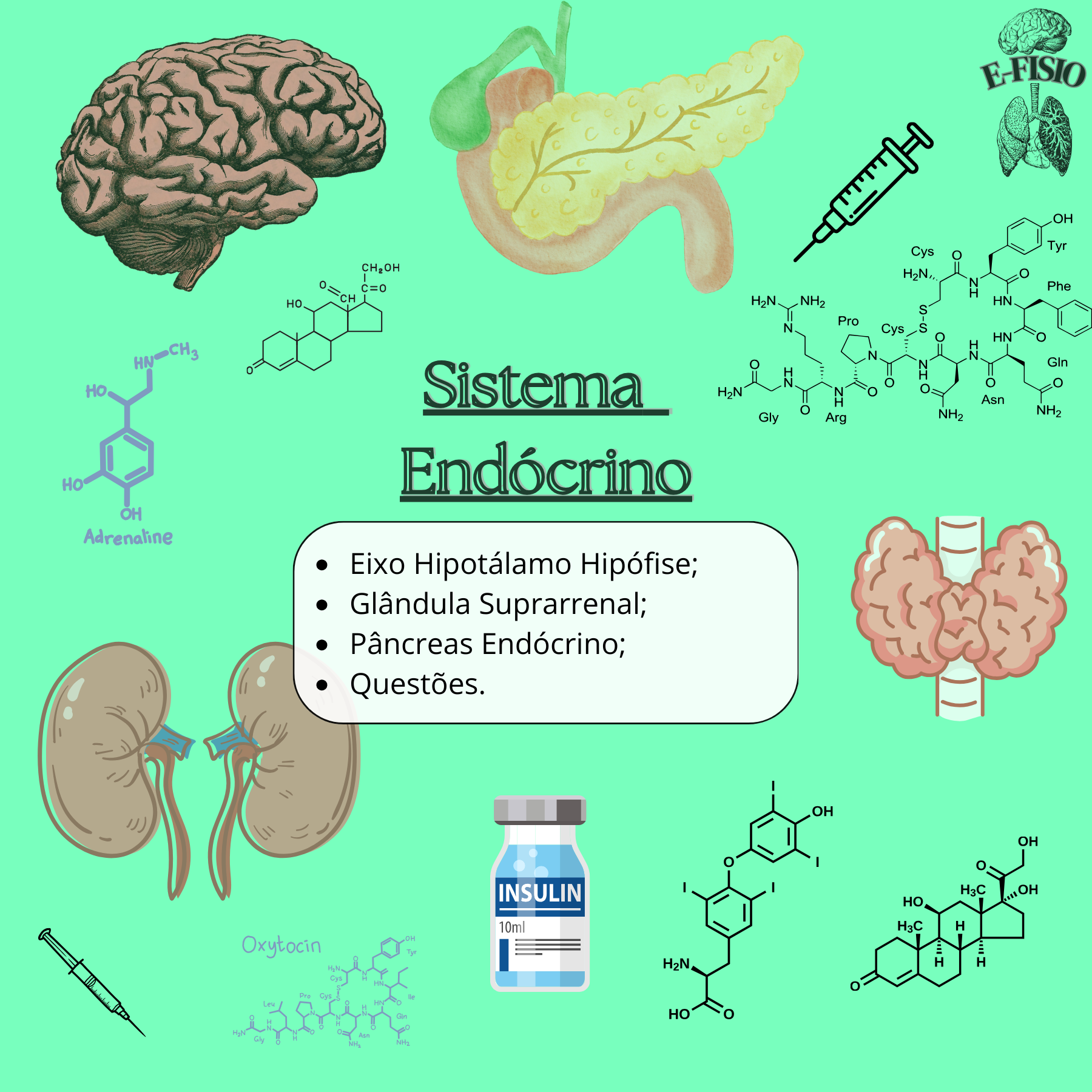 S. endócrino